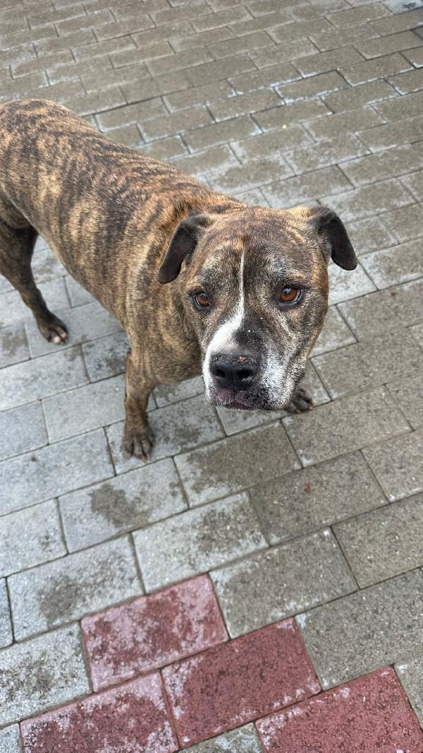 THOR SIMPATICO PIT Foto 3